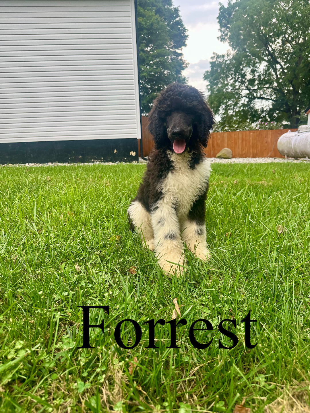 Forrest (Red collar) 1